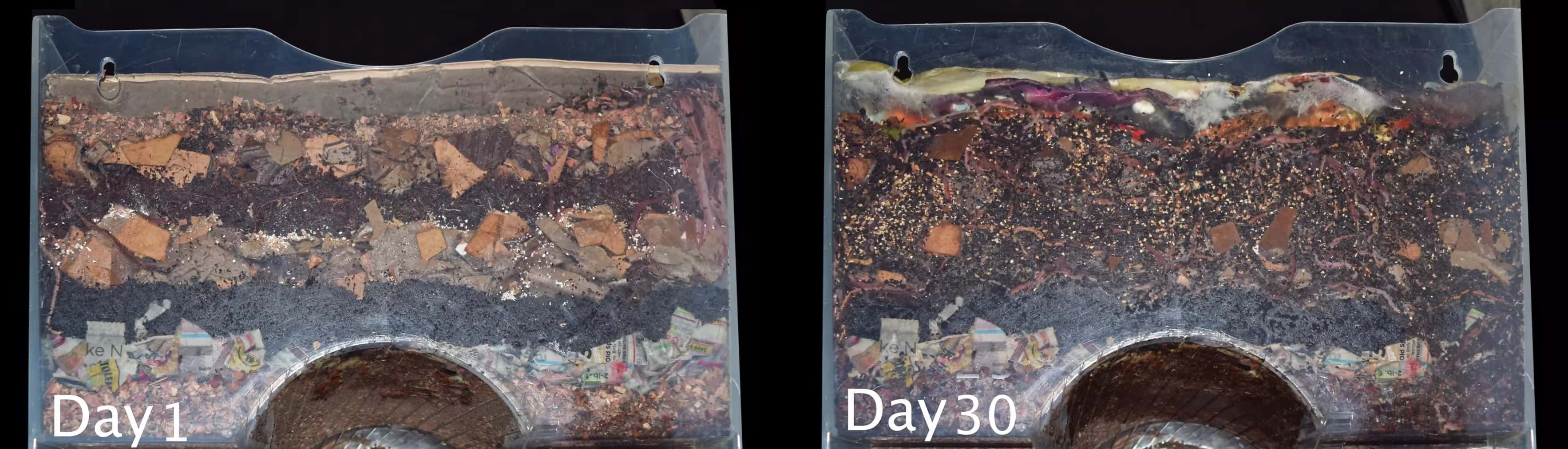 How to vermicompost timelapse