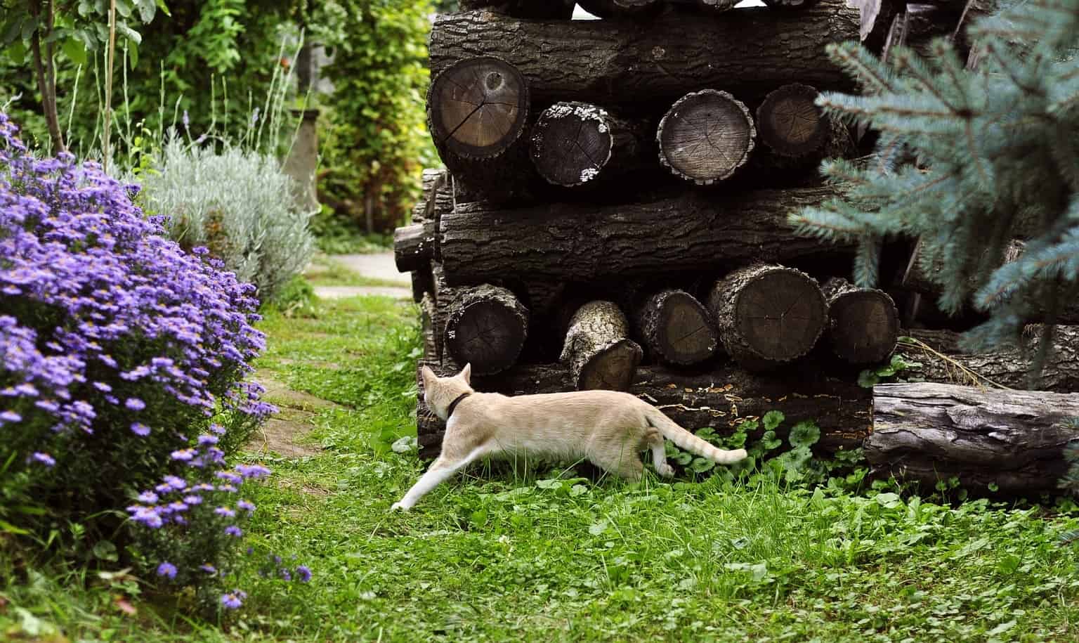 The Best Ways To Keep Cats Out of Your Yard