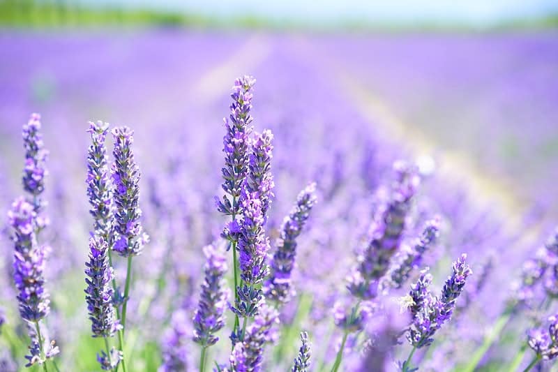 lavander