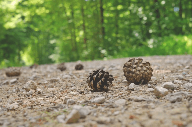 pine cones