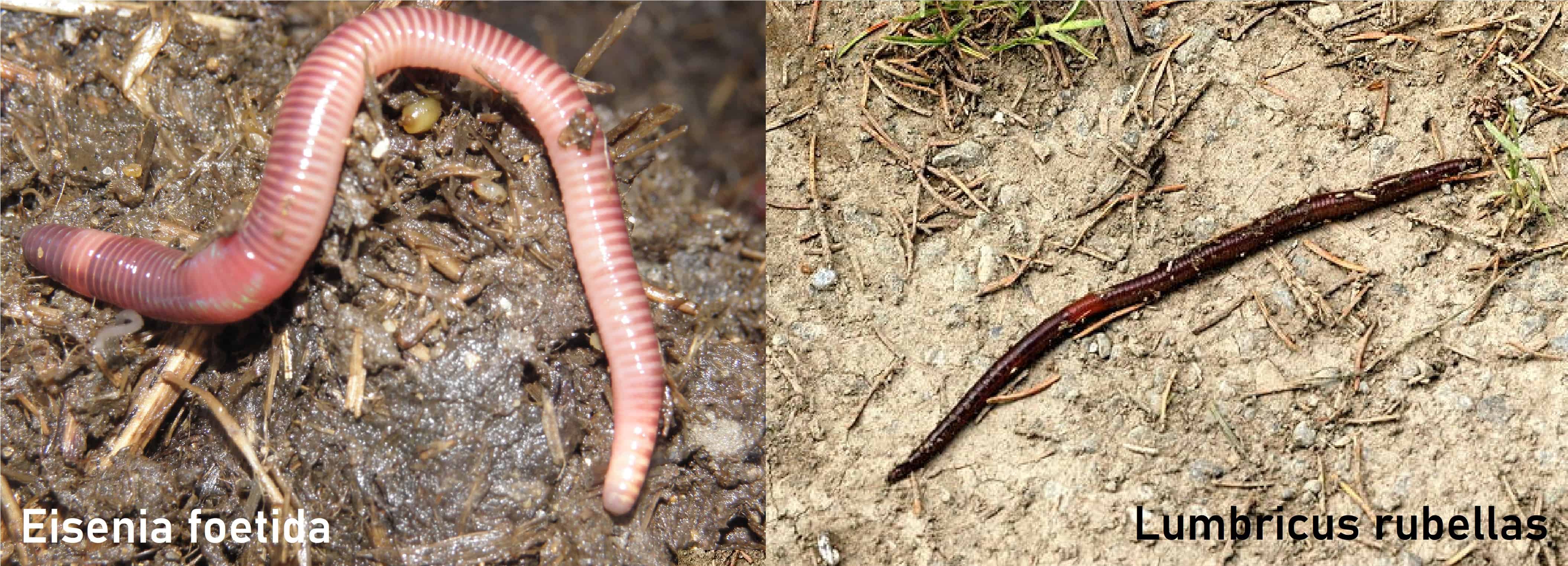 Eisenia foetida and Lumbricus rubellas vermicompost worms