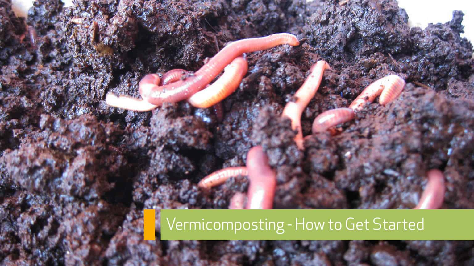 Vermicomposting – How to Get Started