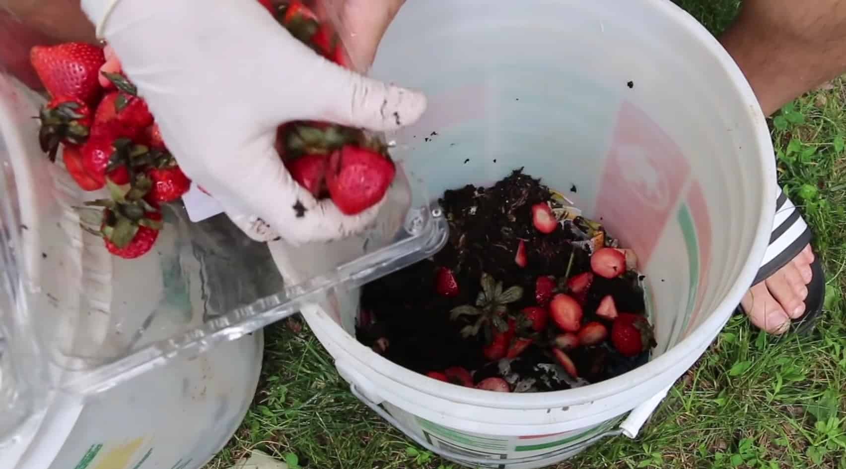 how to setup vermicompost bin layers