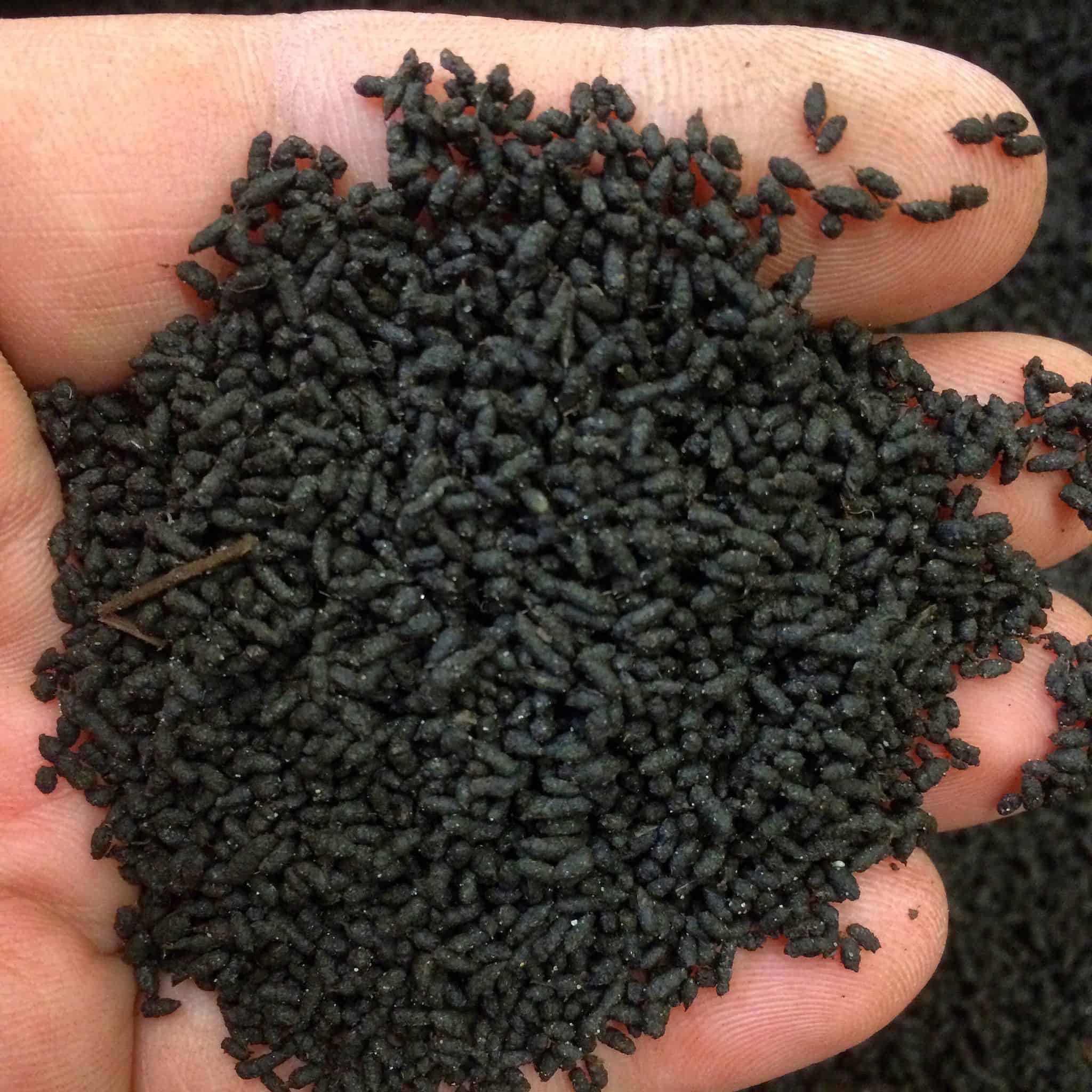 vermicompost worm castings