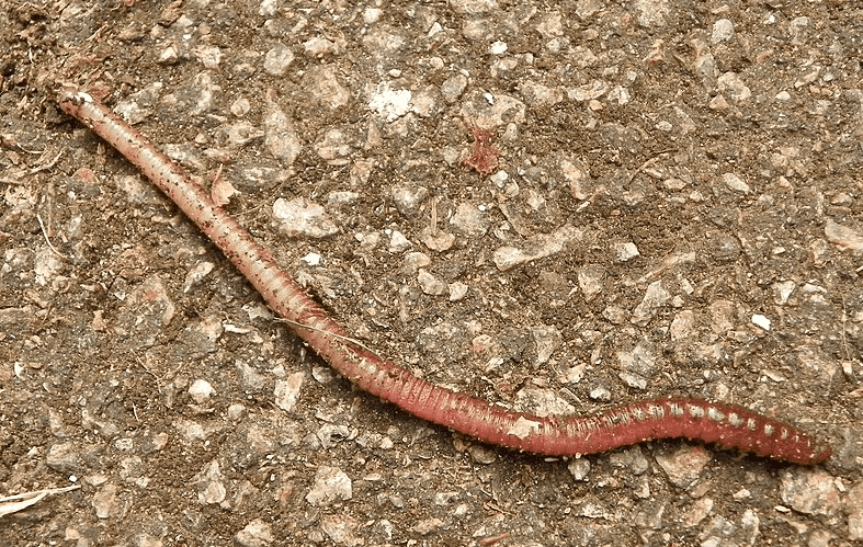 earthworm on ground