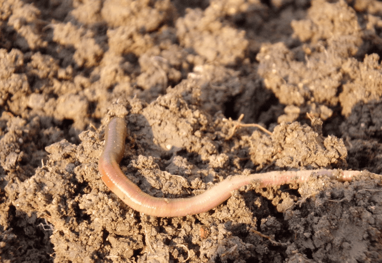 earthworm