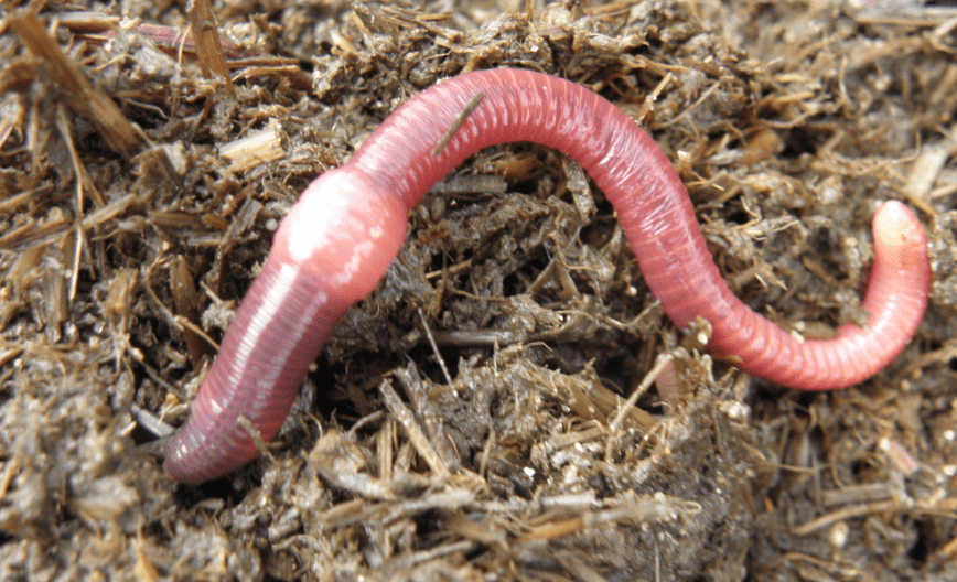 redworm