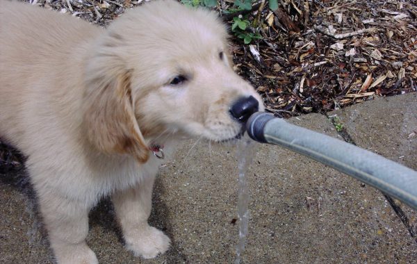 puppy drinking from garden hose