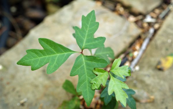 compost poison ivy