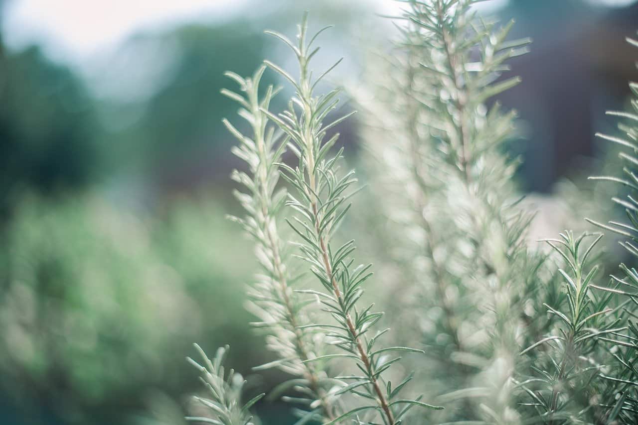 rosemary plant for burning to deter mosquitoes