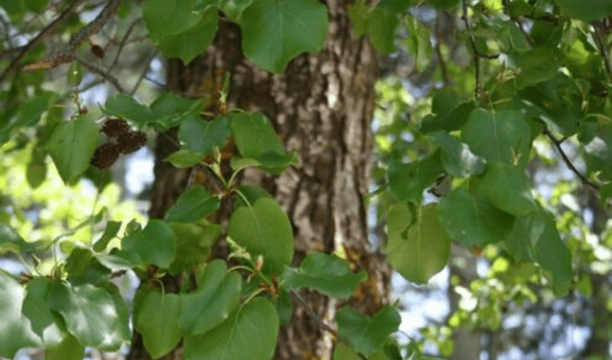 alder tree