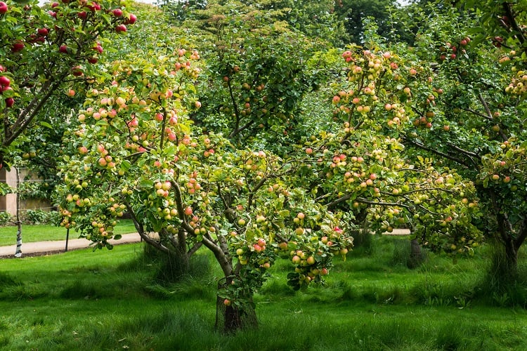 apple tree