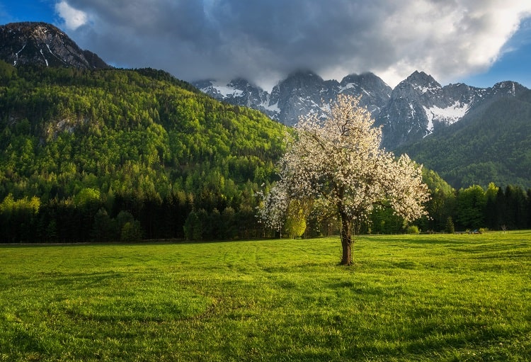 cherry tree