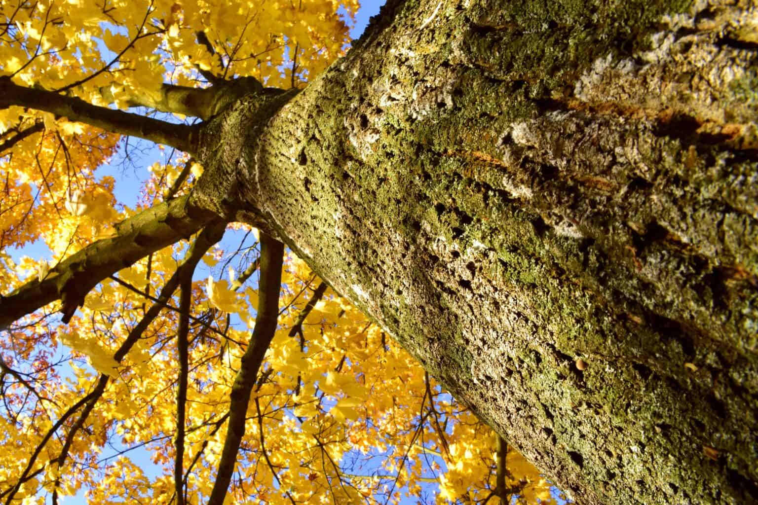 Best Smelling Firewood for a Bonfire