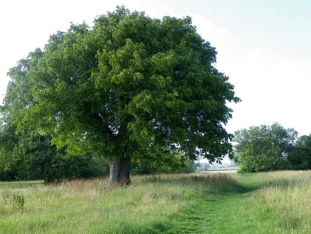 walnut tree