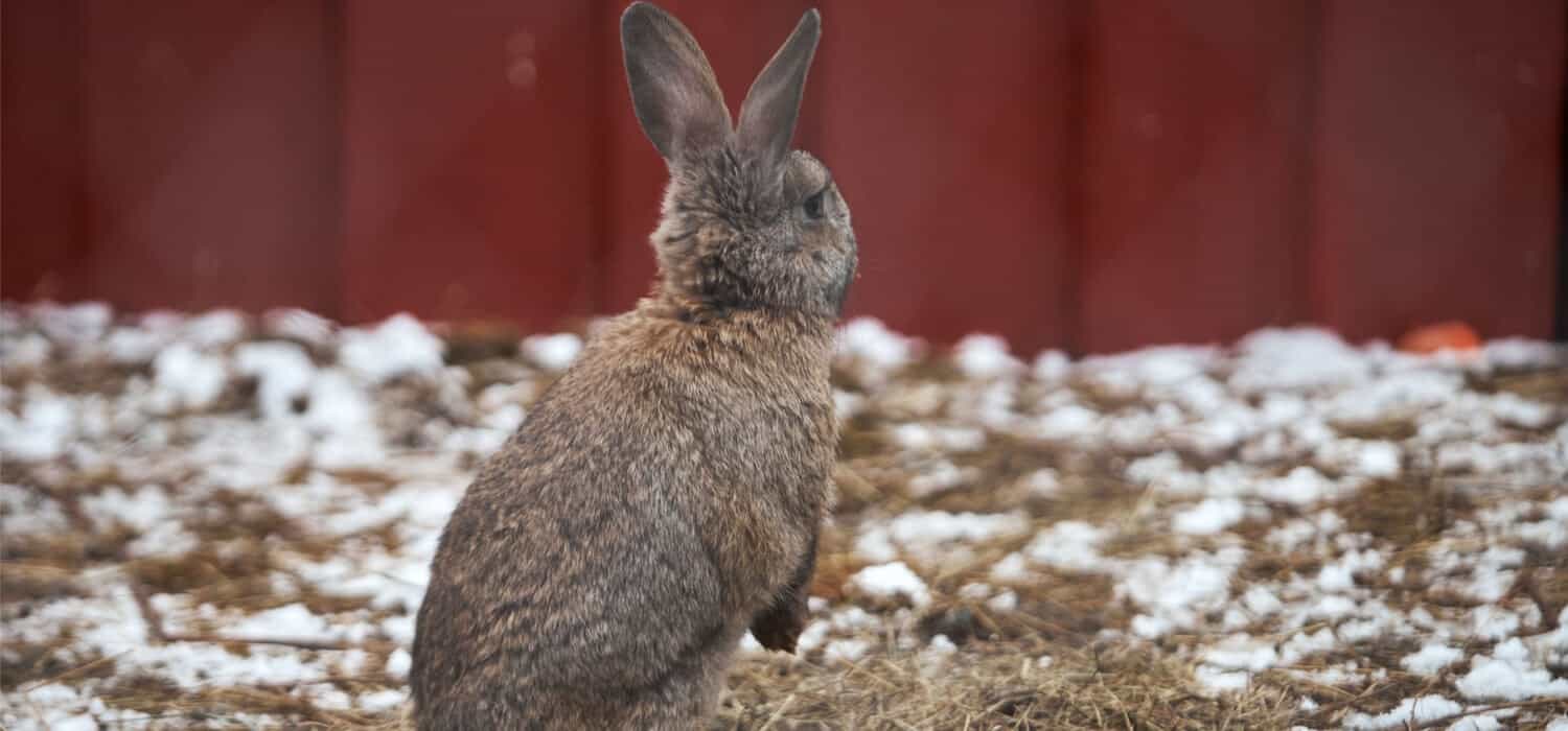 Little funny rabbit running on the field in winter